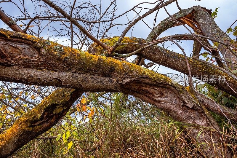 抽象的背景与弯曲的树干老树长满黄色苔藓