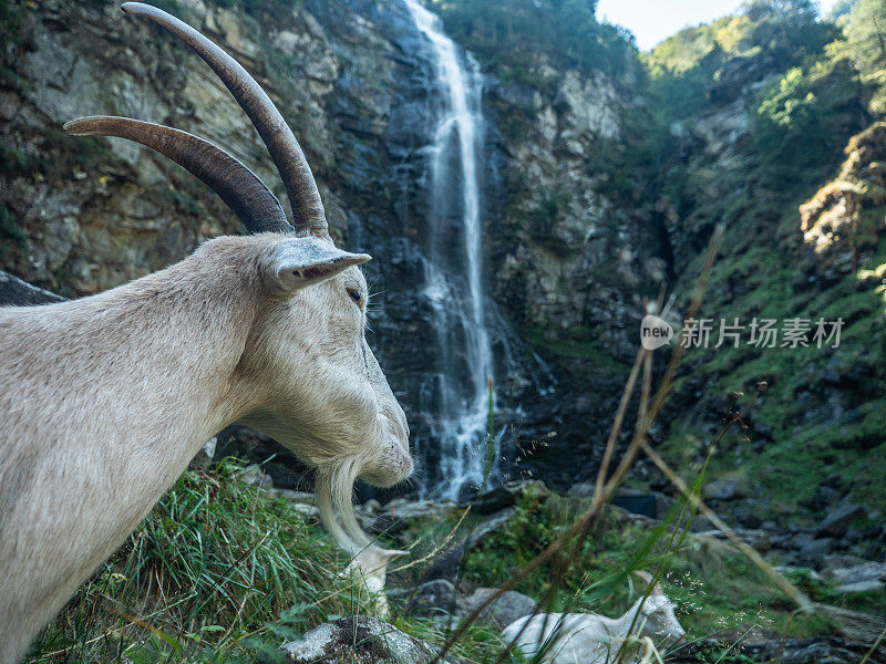 山路上的山羊肖像