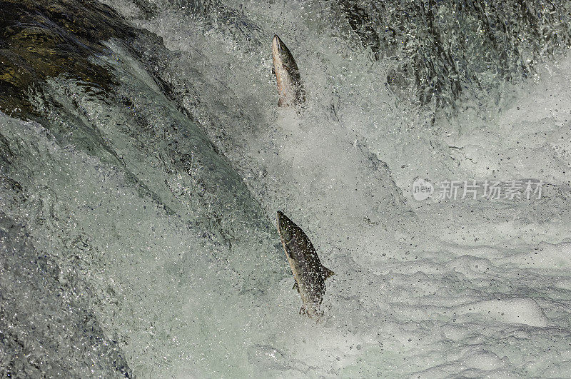 在阿拉斯加卡特迈国家公园的布鲁克斯河瀑布上跳跃的红鲑鱼。回到博斯河产卵。