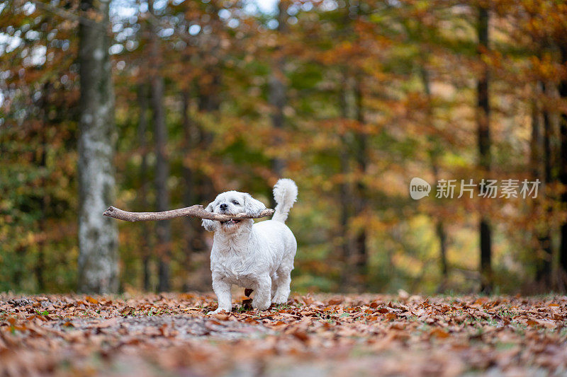 顽皮的西施犬正在捡木棍