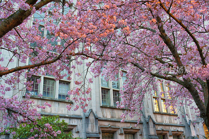 华盛顿大学樱花盛开