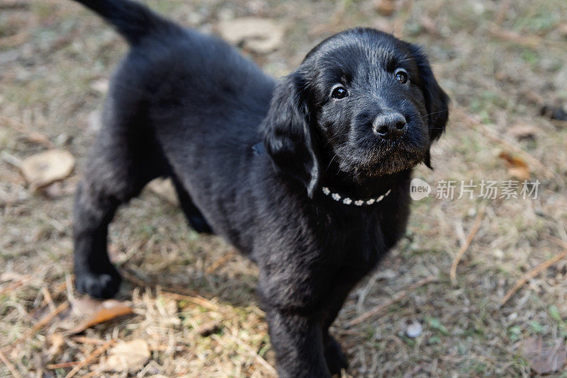 纯种平毛寻回犬，六周幼犬户外。