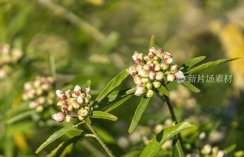 Choisya在春天发芽