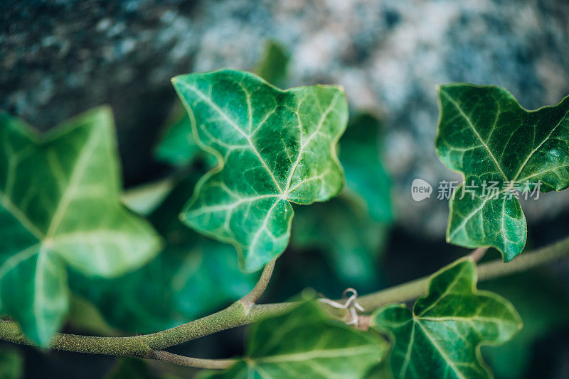 植物和花:岩石上的常春藤-海德拉螺旋