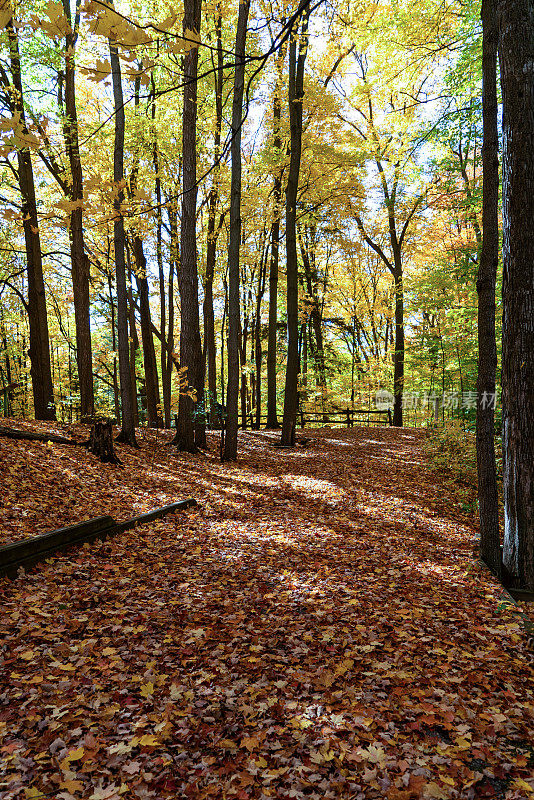 加拿大沃恩伍德布里奇Kortright中心保护的秋季森林通道