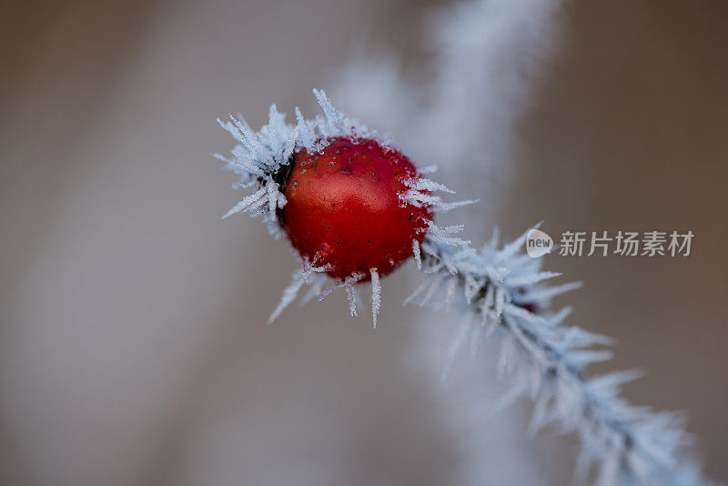 森林蔷薇果在冬季