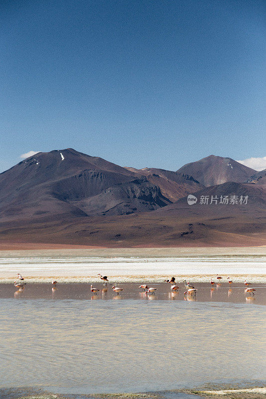 群火烈鸟在山湖(拉古那)与火山在高原沙漠在玻利维亚