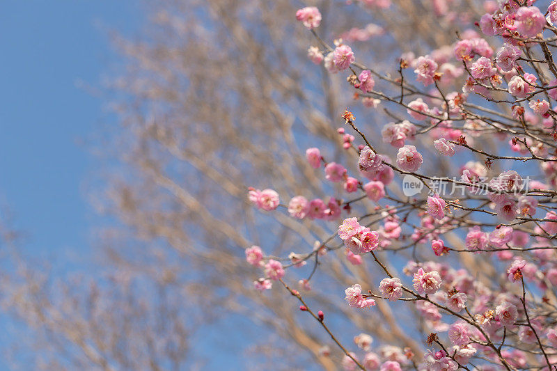 桃李在早春开花