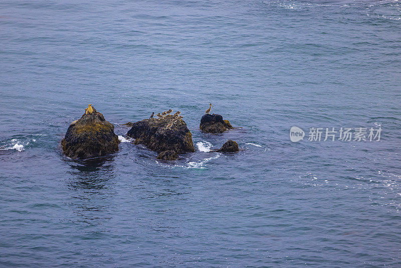 加州马里布的海狮