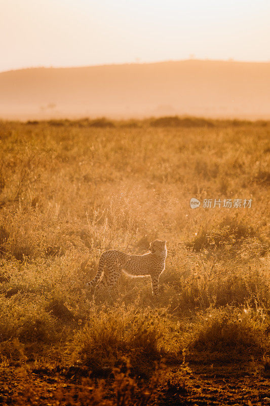 猎豹在非洲大草原明亮的夕阳下行走的风景