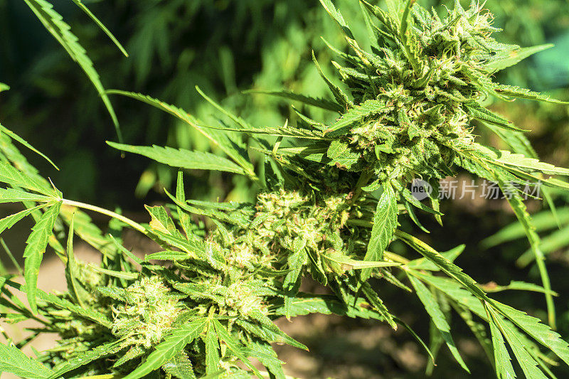 大麻植物