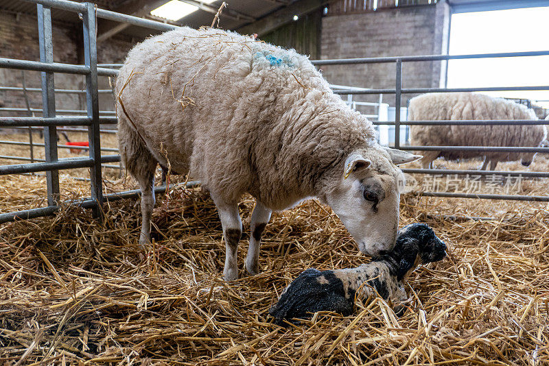 在羊圈里，正在被妈妈清洁的新生羊羔