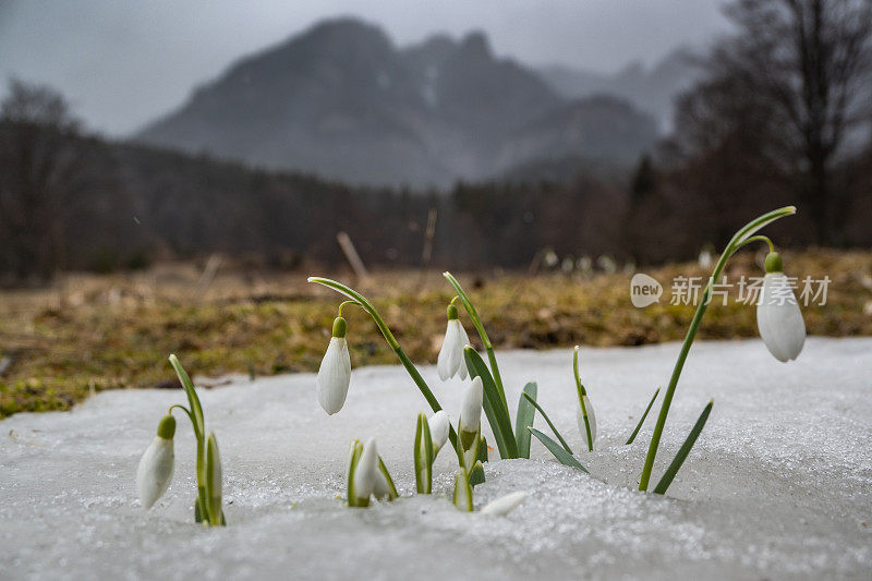 早春雪花莲，雪花莲