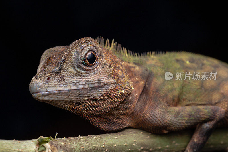 婆罗洲沙巴州珍稀蜥蜴的特写图片