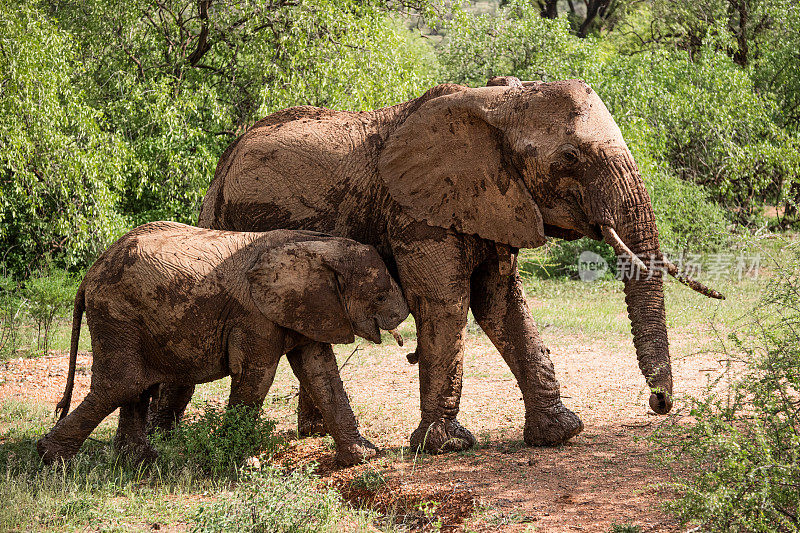 桑布鲁的非洲象