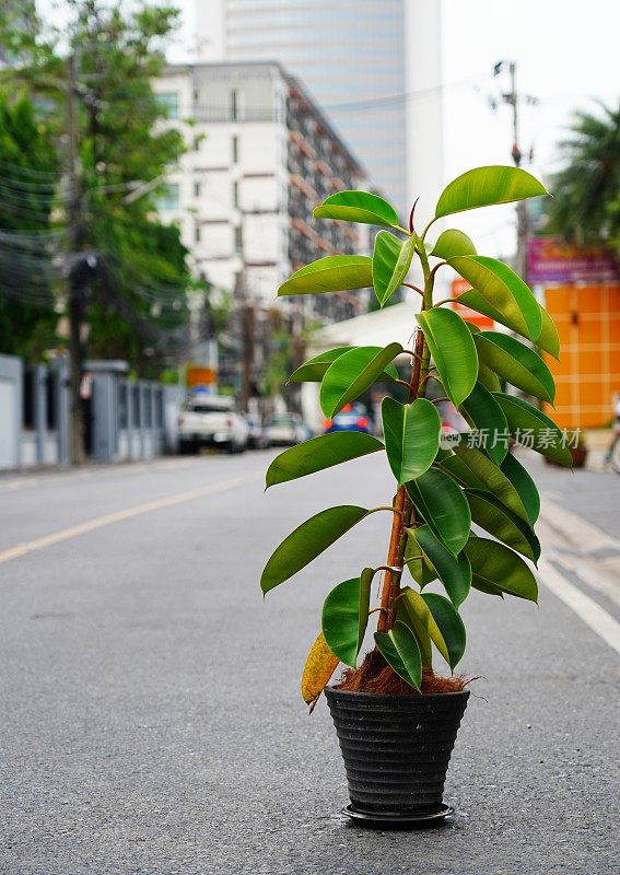 近距离户外弹性无花果树