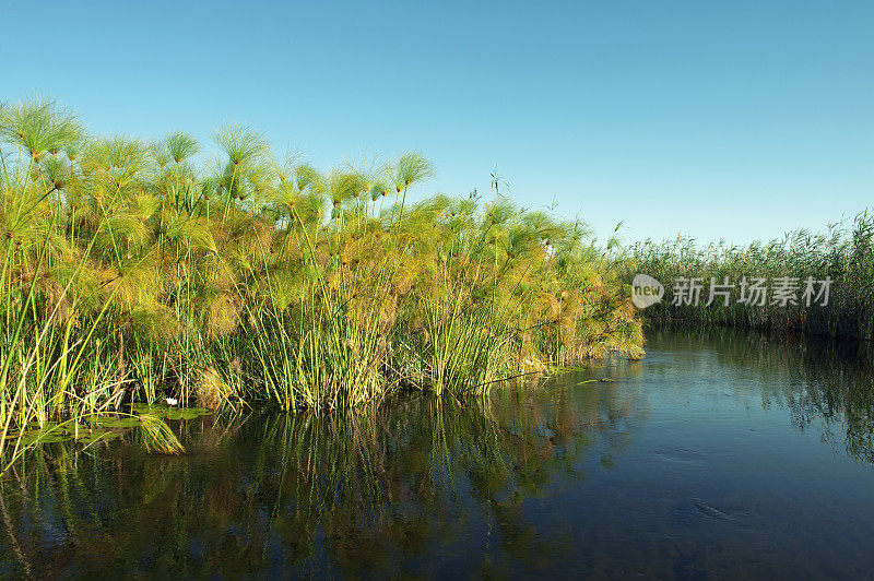 博茨瓦纳奥卡万戈三角洲的希格拉租界，莎草纸和芦苇