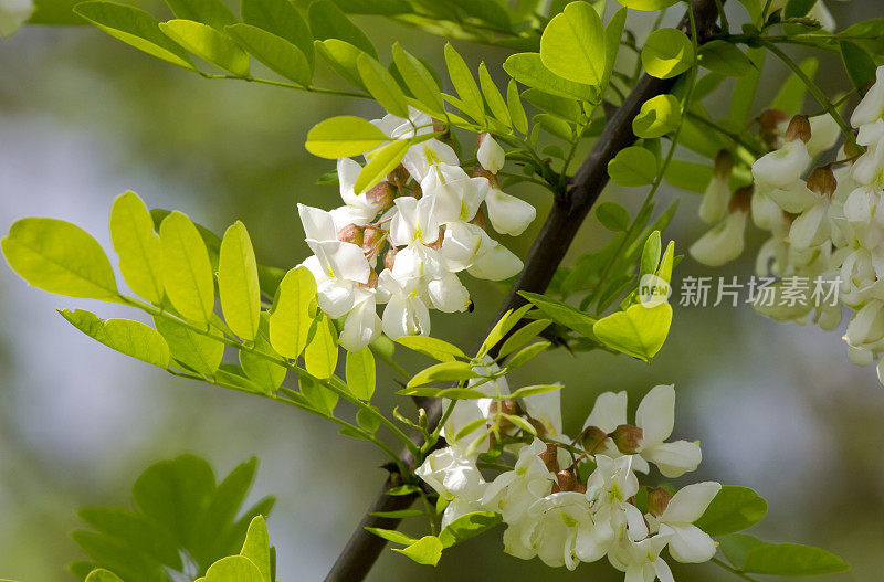 相思的花朵