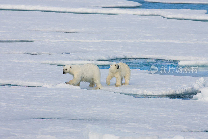 两只北极熊在浮冰上。