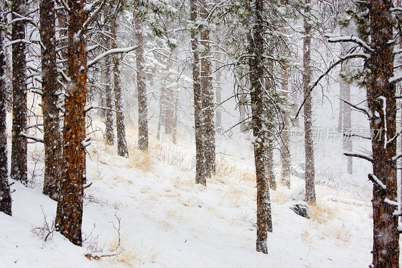 科罗拉多州派克国家森林的春雪