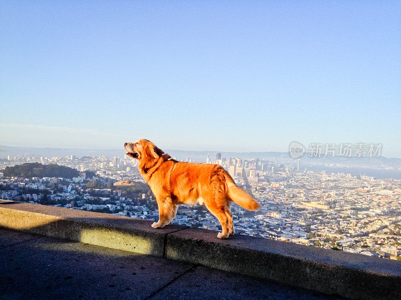 狗欣赏旧金山双峰景观