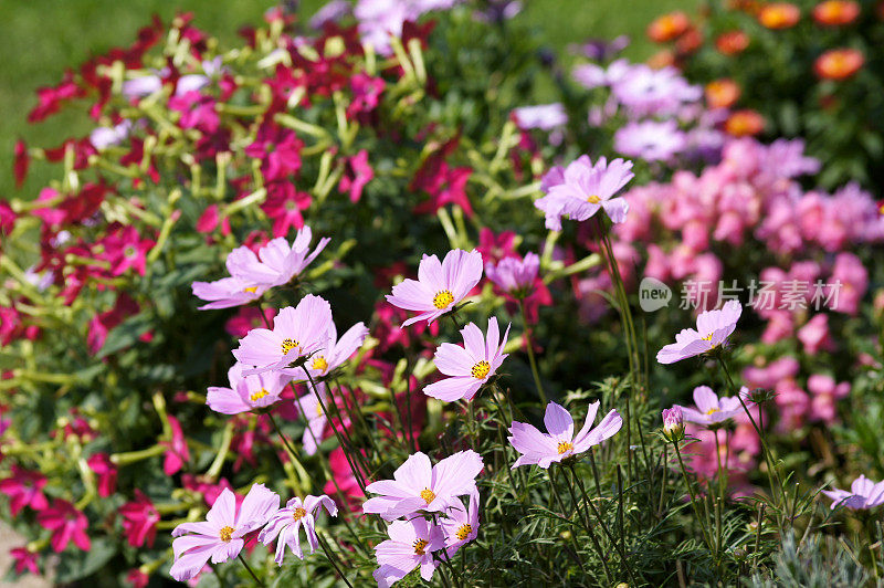 丰富多彩的summerflowers