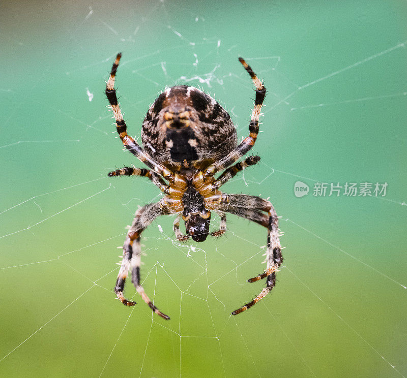 结网的花园蜘蛛以苍蝇为食
