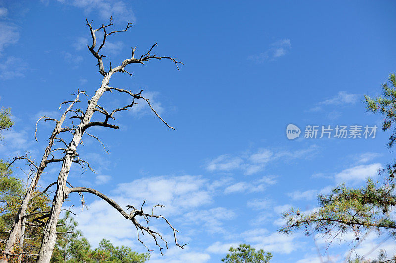 死树在森林与复制空间