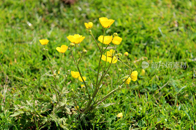 黄色的毛茛花在乡村野花草地的形象