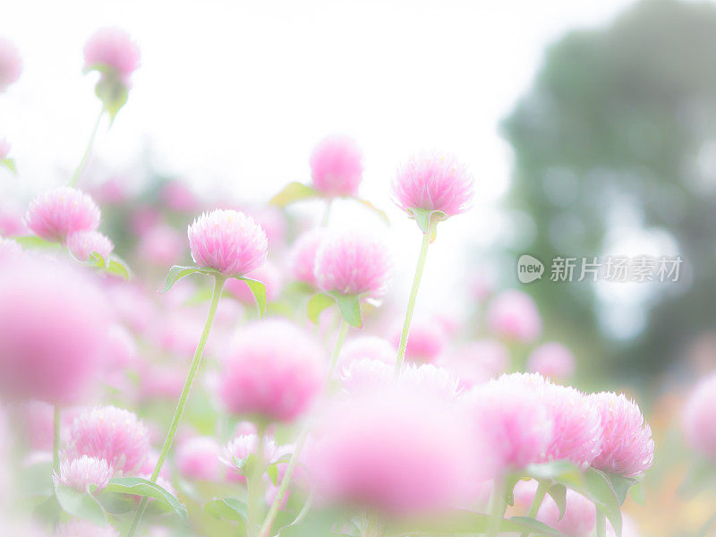 粉色的花朵