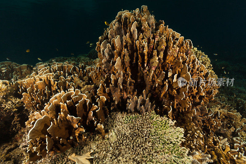 美丽的硬珊瑚Heliopora蓝珊瑚，Cenderawasih湾，巴布亚，印度尼西亚
