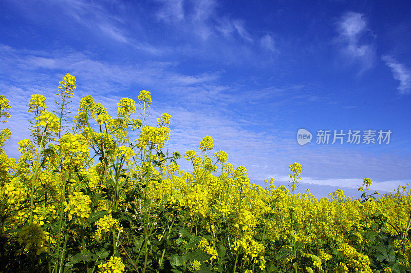 油菜籽飘向天空