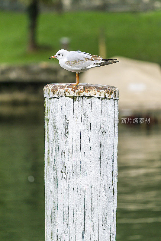 一只海鸥站在湖边的树干上