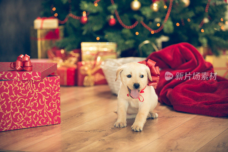 可爱的小狗圣诞假期