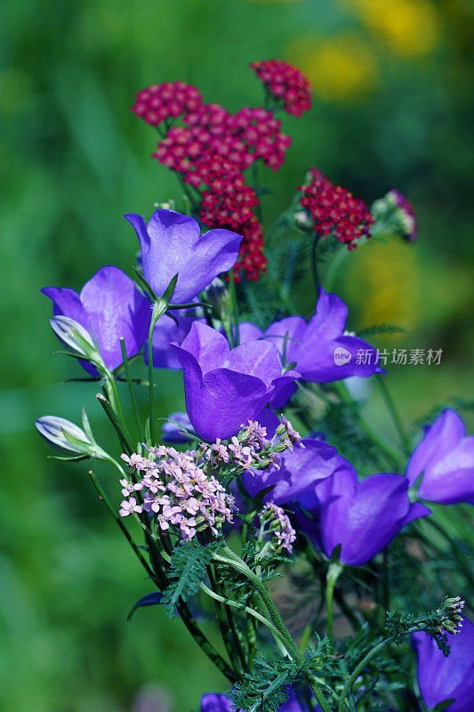 风铃和蓍草