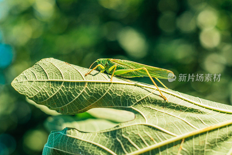 无花果树上的蚱蜢