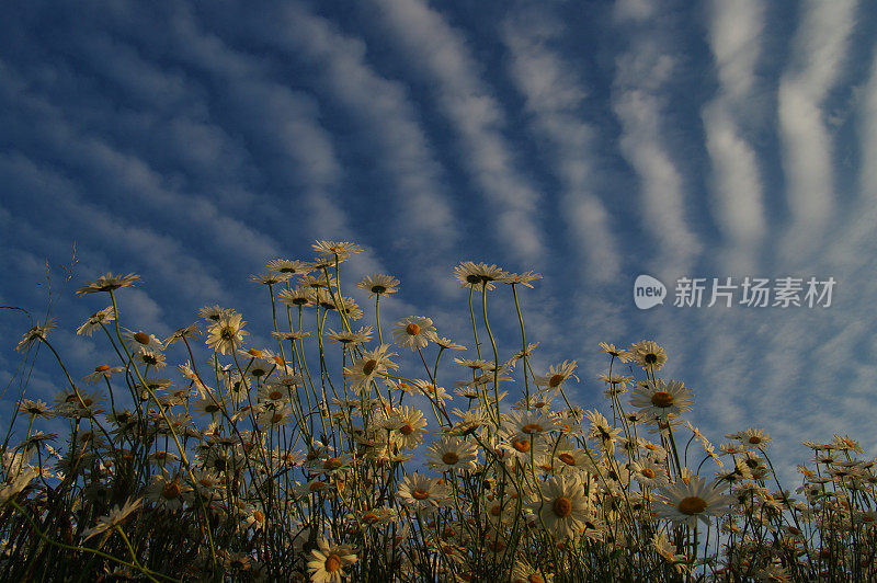 玛格丽特花