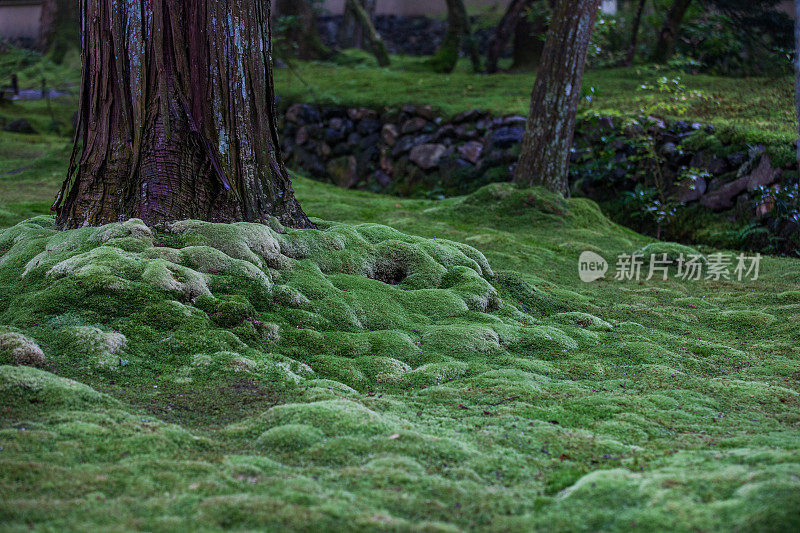 漂亮的苔藓花园