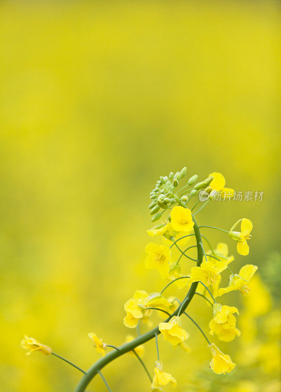 年轻的油菜籽花