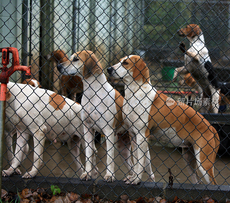 看狗跑笼子里的狐狸猎犬