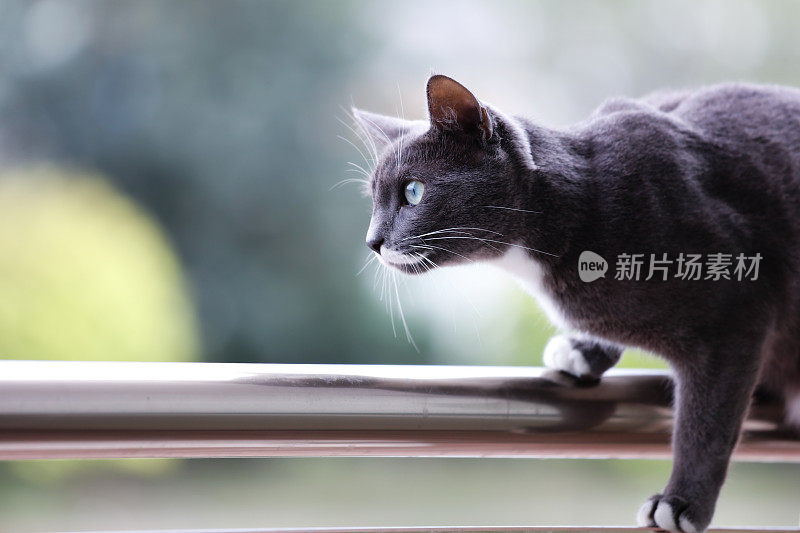 阳台上的猫