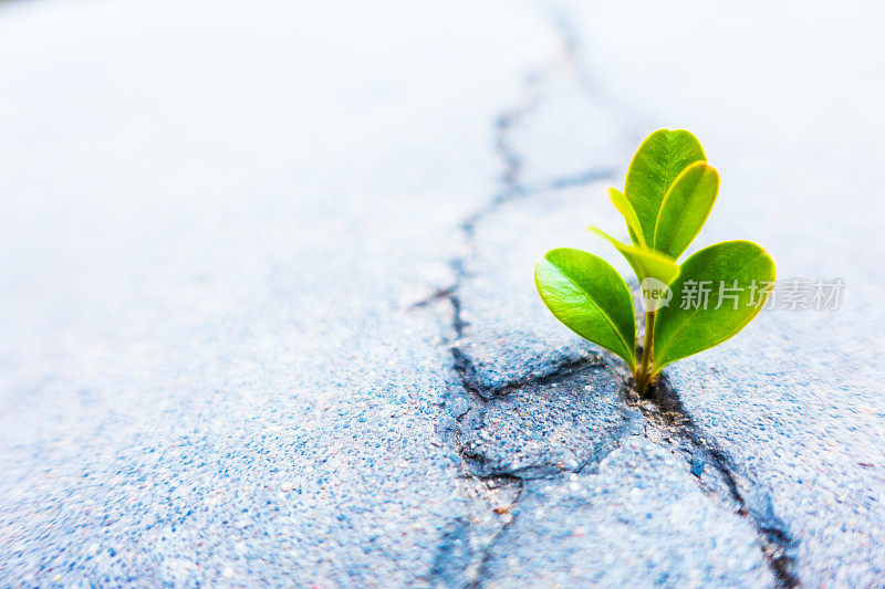 混凝土中长出了新鲜的植物