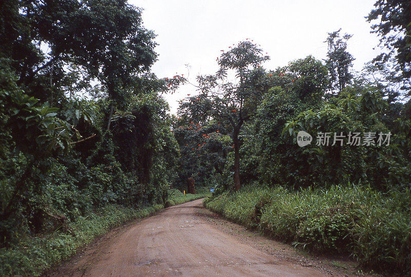 非洲山地森林，维龙加山脉，鲁丘鲁，刚果民主共和国