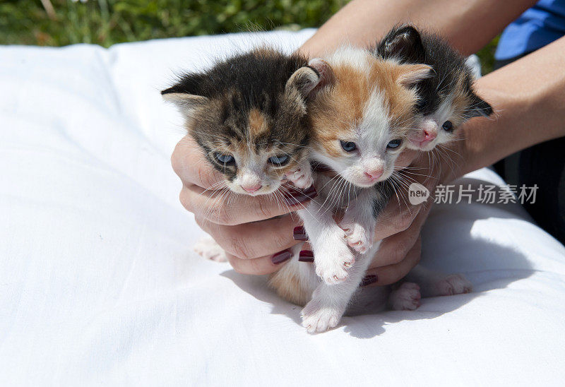 抱着三只小猫在枕头上