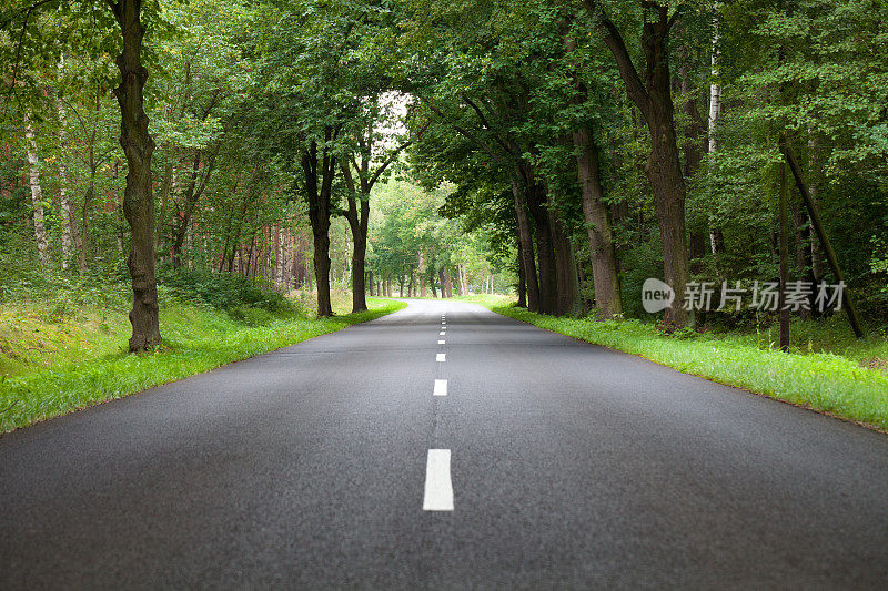 道路和树木