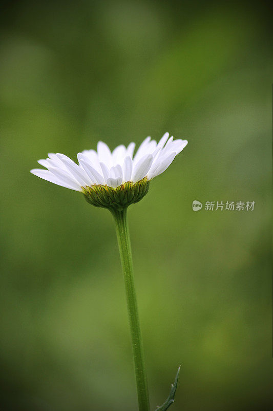 绿色背景下的单一雏菊