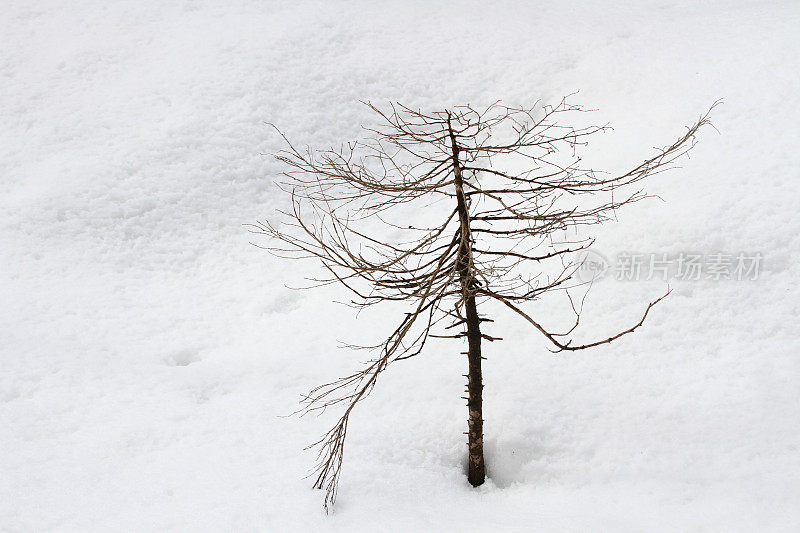 孤独的小树在雪中