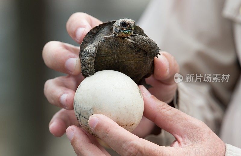 加拉帕戈斯群岛巨大的乌龟