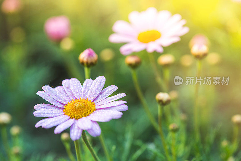 田野里的洋甘菊花