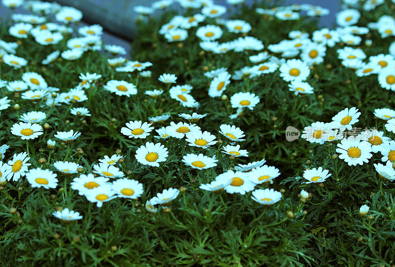 Argyranthemum花的特写(玛格丽特·雏菊)